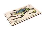 Parts of a Chameleon Puzzle with Nomenclature Cards (6-9) (Printed)