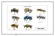 Types of Bees Nomenclature Cards 6-9 (Printed)