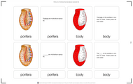 Parts of a Porifera Nomenclature Cards (6-9) (Printed)