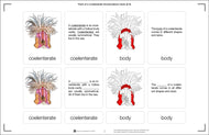 Parts of a Coelenterate Nomenclature Cards (6-9) (Printed)