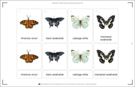 Butterflies of North America (Printed)