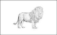 Parts of a Lion Three Part Cards (Printed)
