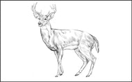 Parts of a Deer (Printed)