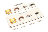 Life Cycle Puzzle: Honeybee