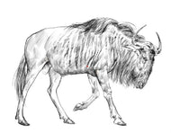 Parts of a Gnu Three Part Cards (Printed)