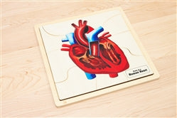 Human Anatomy Puzzles