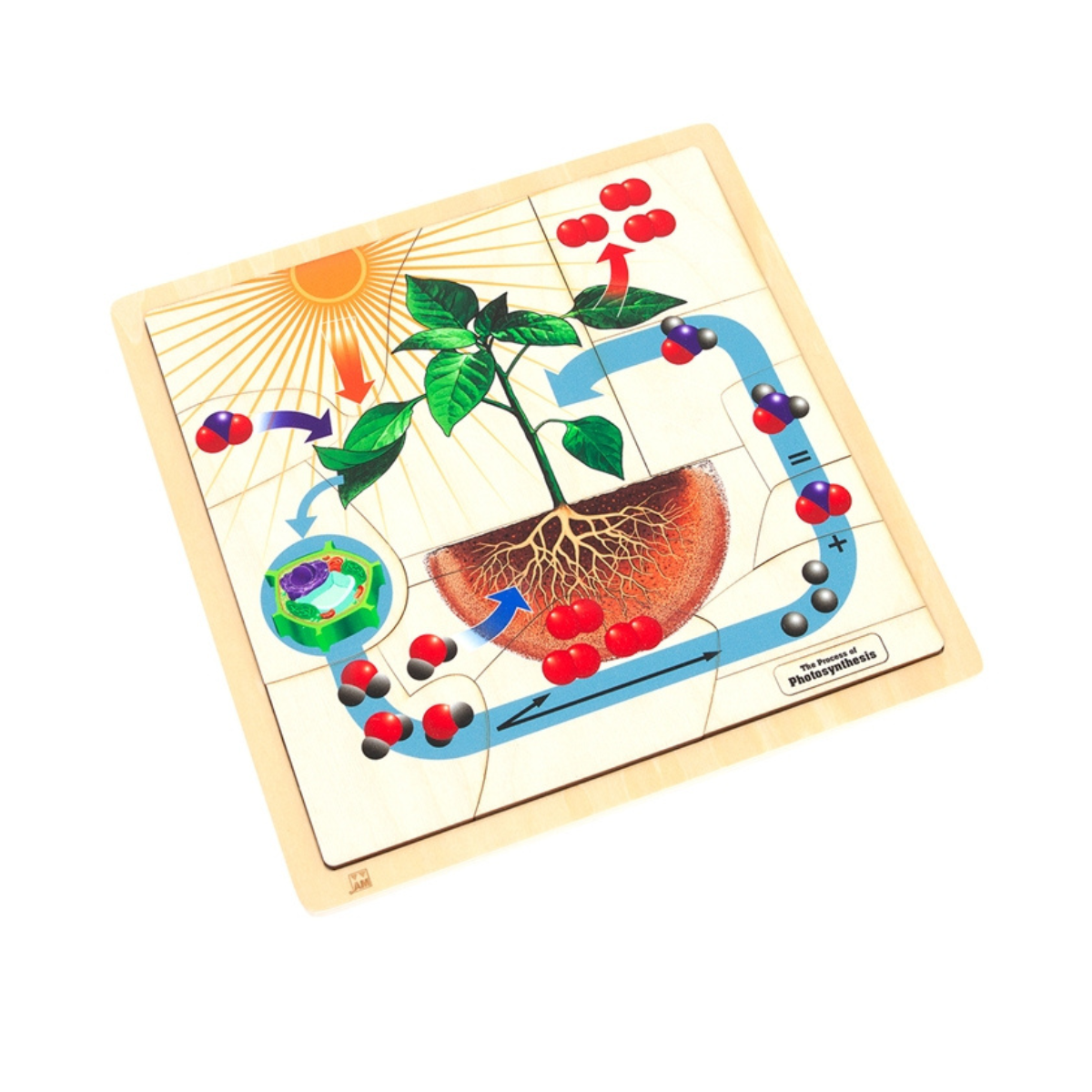 The Process of Photosynthesis Puzzle