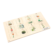 Types of Stems Puzzle