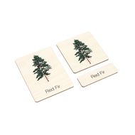 Types of Evergreen Trees Wooden Nomenclature Cards (3-6)