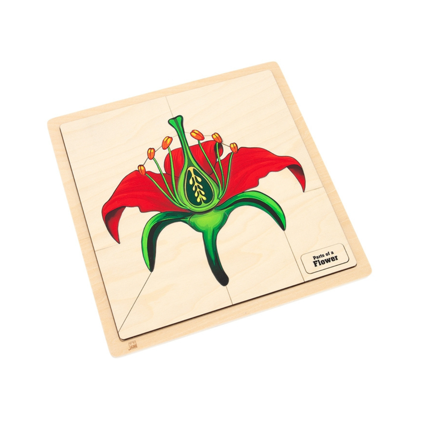 Parts of a Flower Puzzle