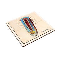 The Structure of a Root Puzzle with Nomenclature Cards (Printed) (6-9)