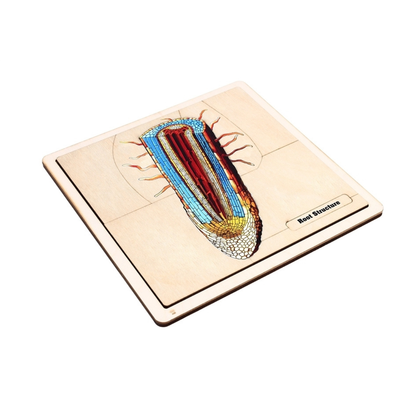The Structure of a Root Puzzle with Nomenclature Cards (Printed) (6-9)
