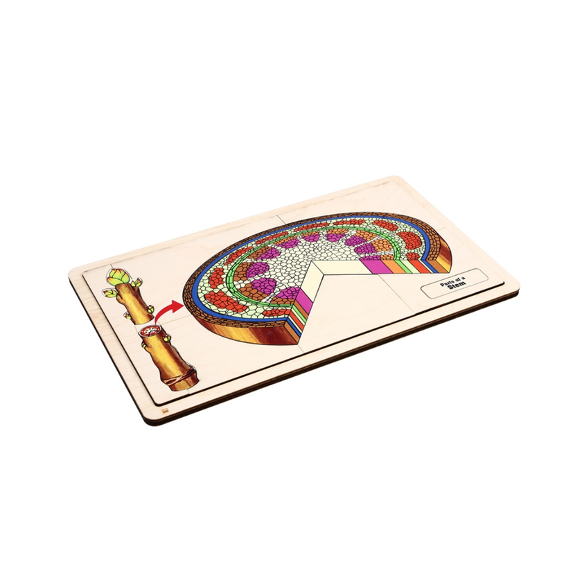 Parts of a Stem Puzzle