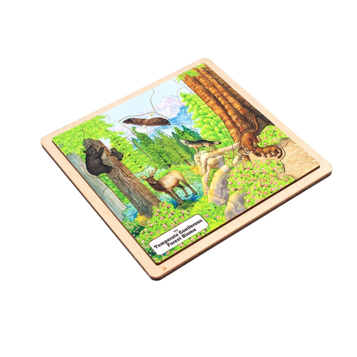 Temperate Coniferous Forest Biome Puzzle