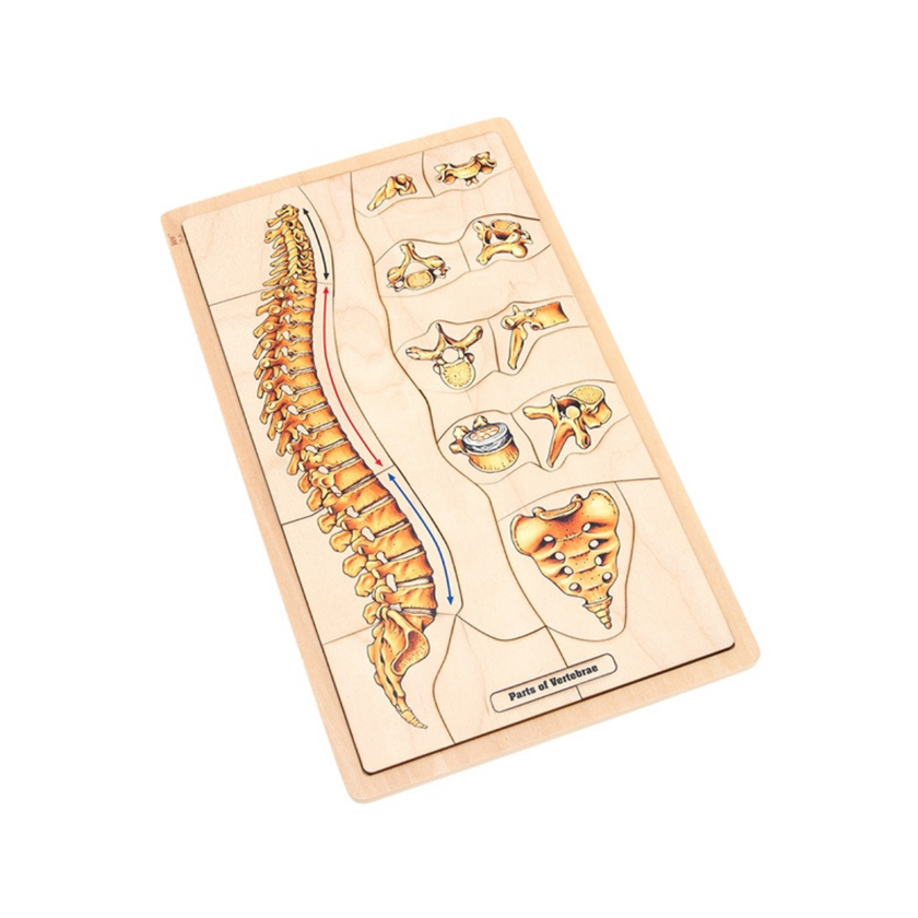 Parts of a Vertebrae Puzzle