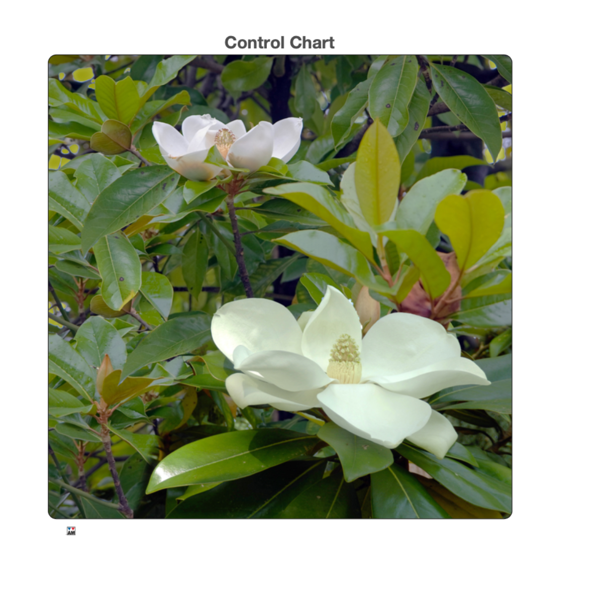 Magnolia - Jigsaw Puzzle