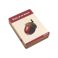 Parts of an Acorn Wooden Nomenclature Cards (3-6)