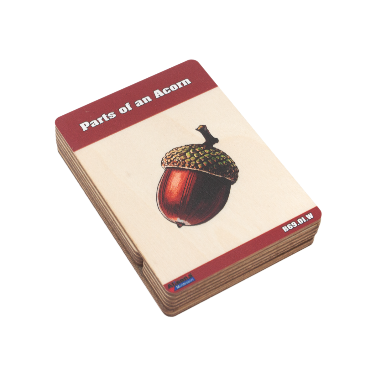 Parts of an Acorn Wooden Nomenclature Cards (3-6)