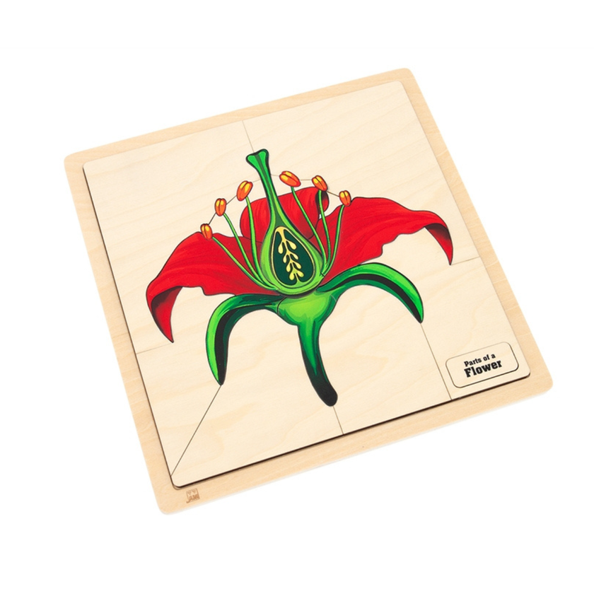 Parts of a Flower Puzzle with Nomenclature Cards (Printed) (6-9)