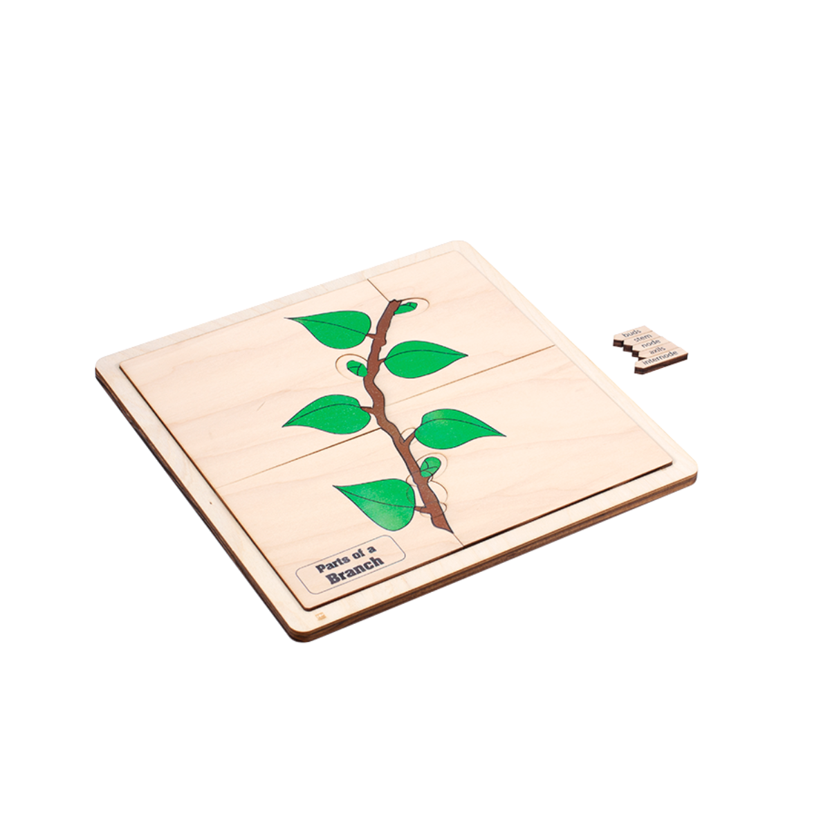 Parts of a Branch Puzzle with Nomenclature Cards (3-6)