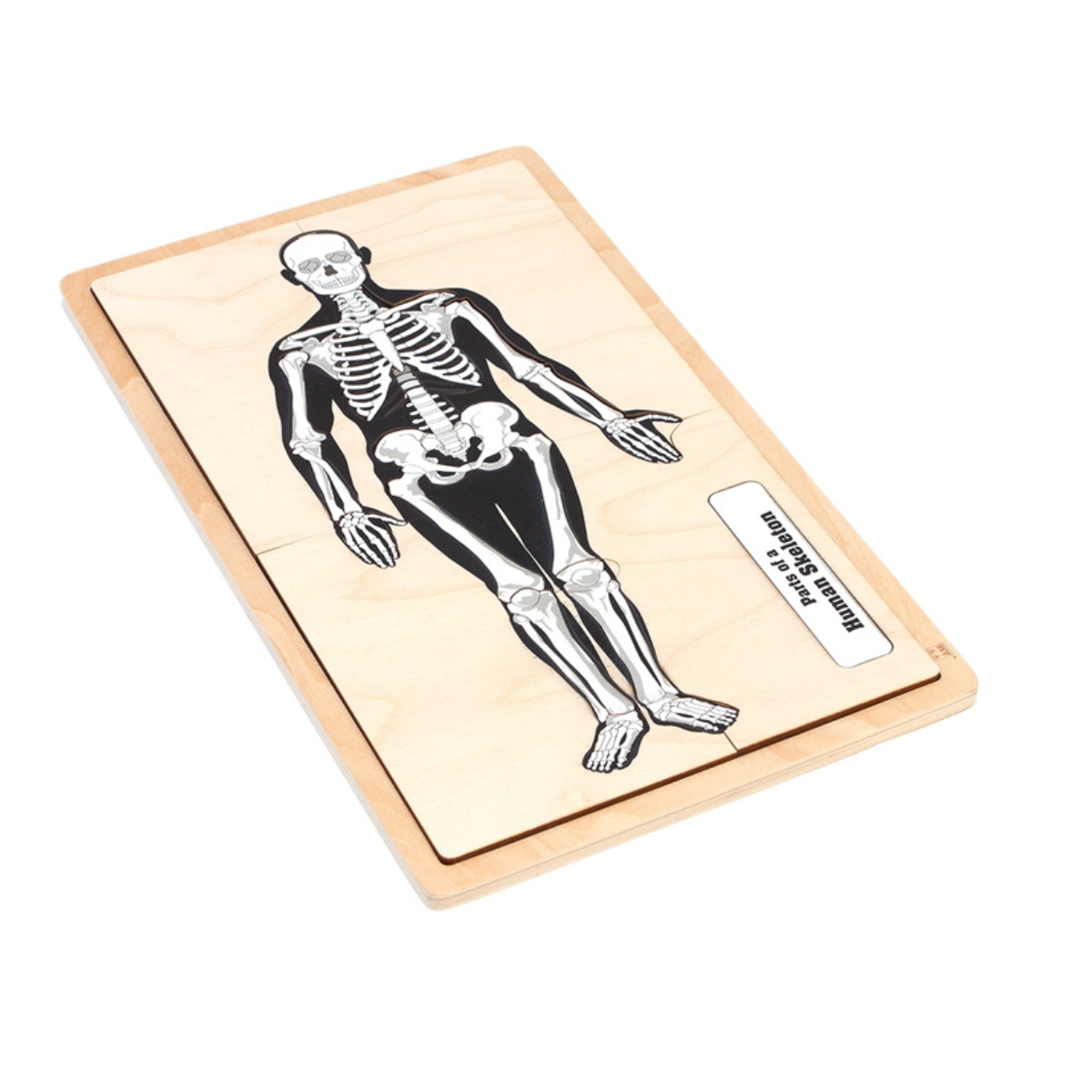 Parts of a Human Skeleton Puzzle