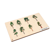 Types of Pine Trees Puzzle