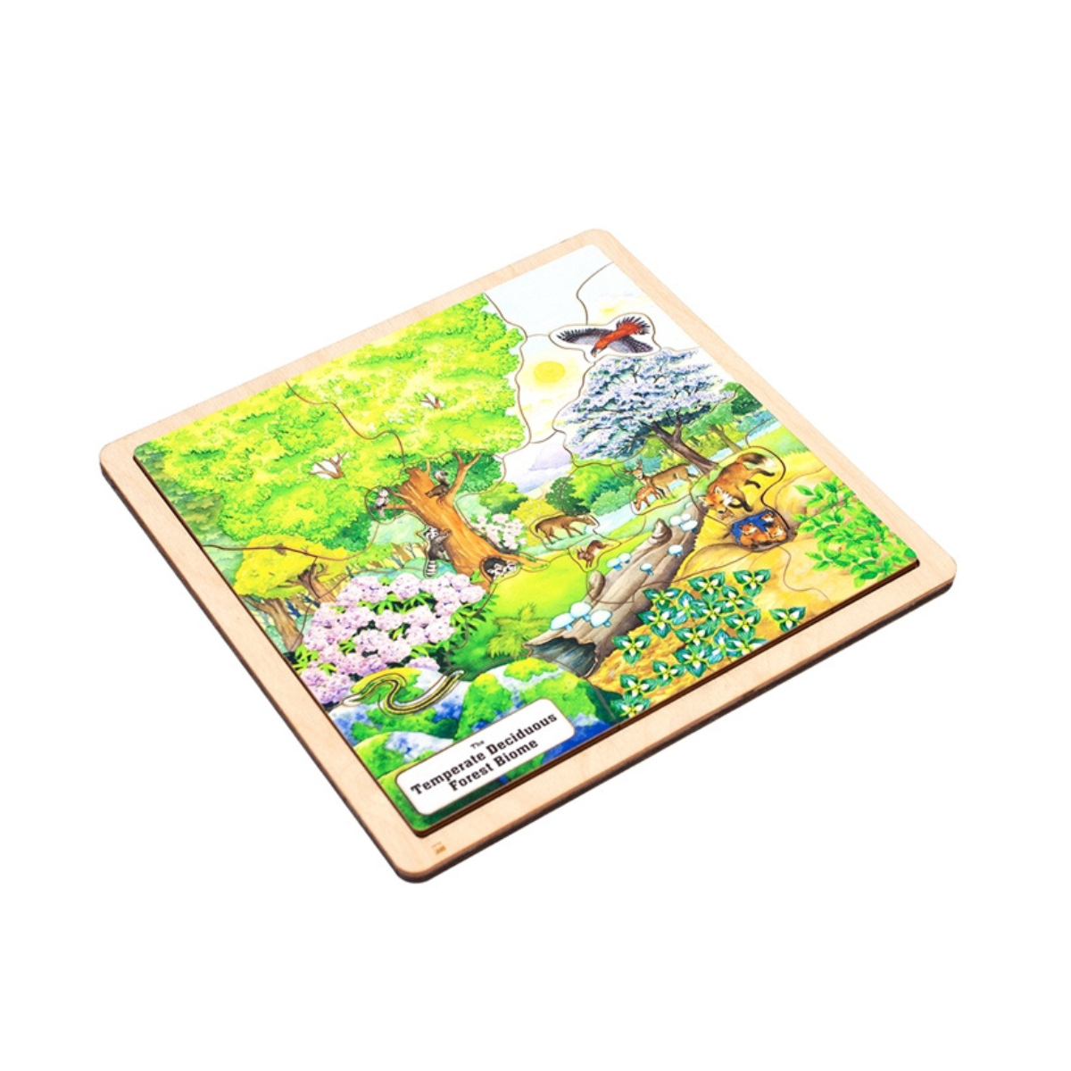 Temperate Deciduous Forest Biome Puzzle