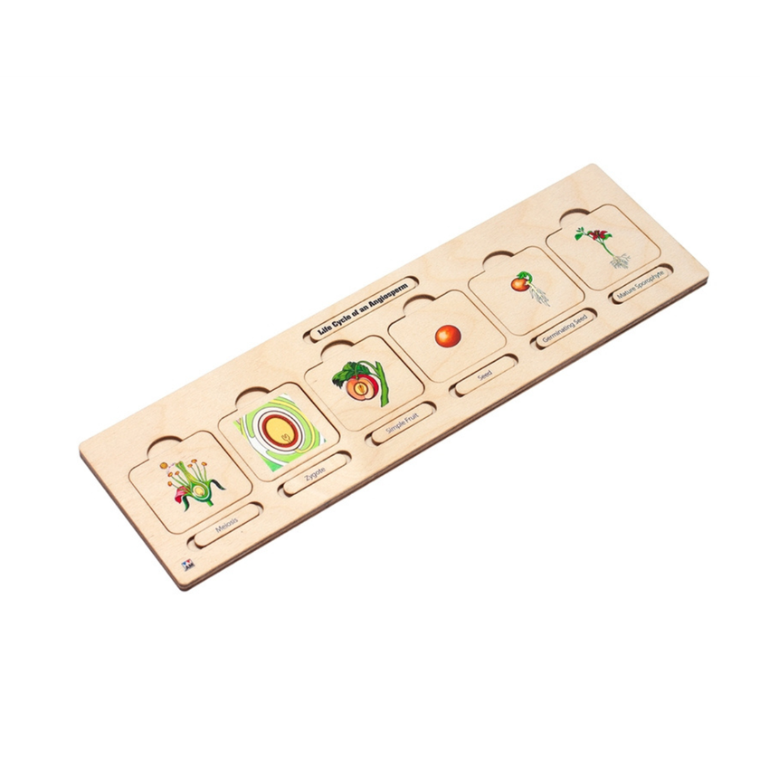 Life Cycle Puzzle: Angiosperm