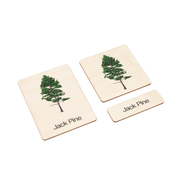 Types of Pine Trees Wooden Nomenclature Cards (3-6)