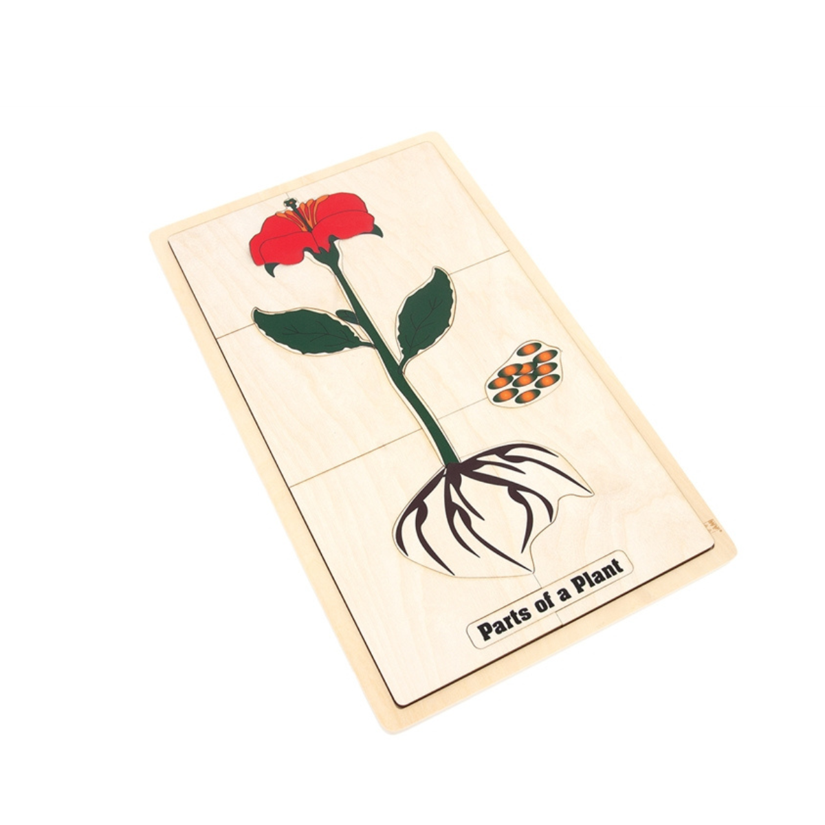 Parts of a Plant Puzzle