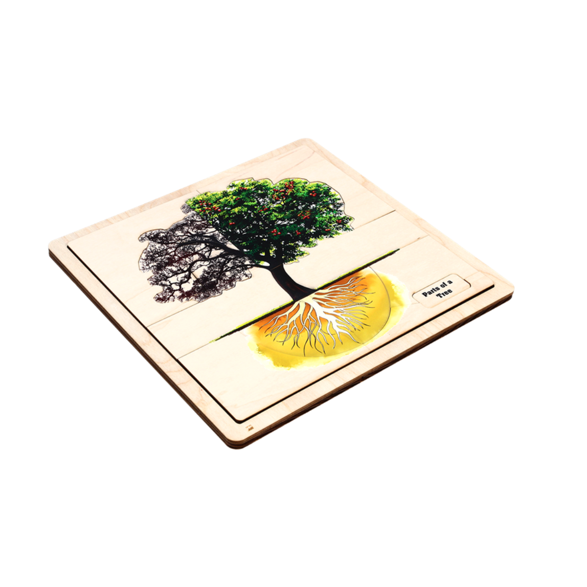 Parts of a Tree Puzzle with Nomenclature Cards (Printed) (3-6)