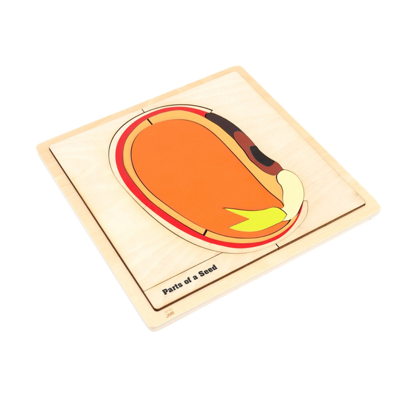 Parts of a Seed Puzzle with Nomenclature Cards 6-9 (Printed)