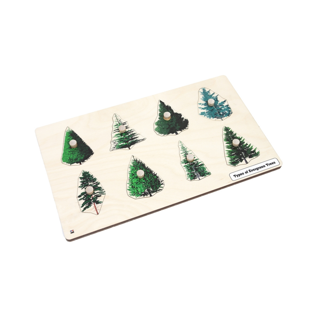 Types of Evergreen Trees Puzzle