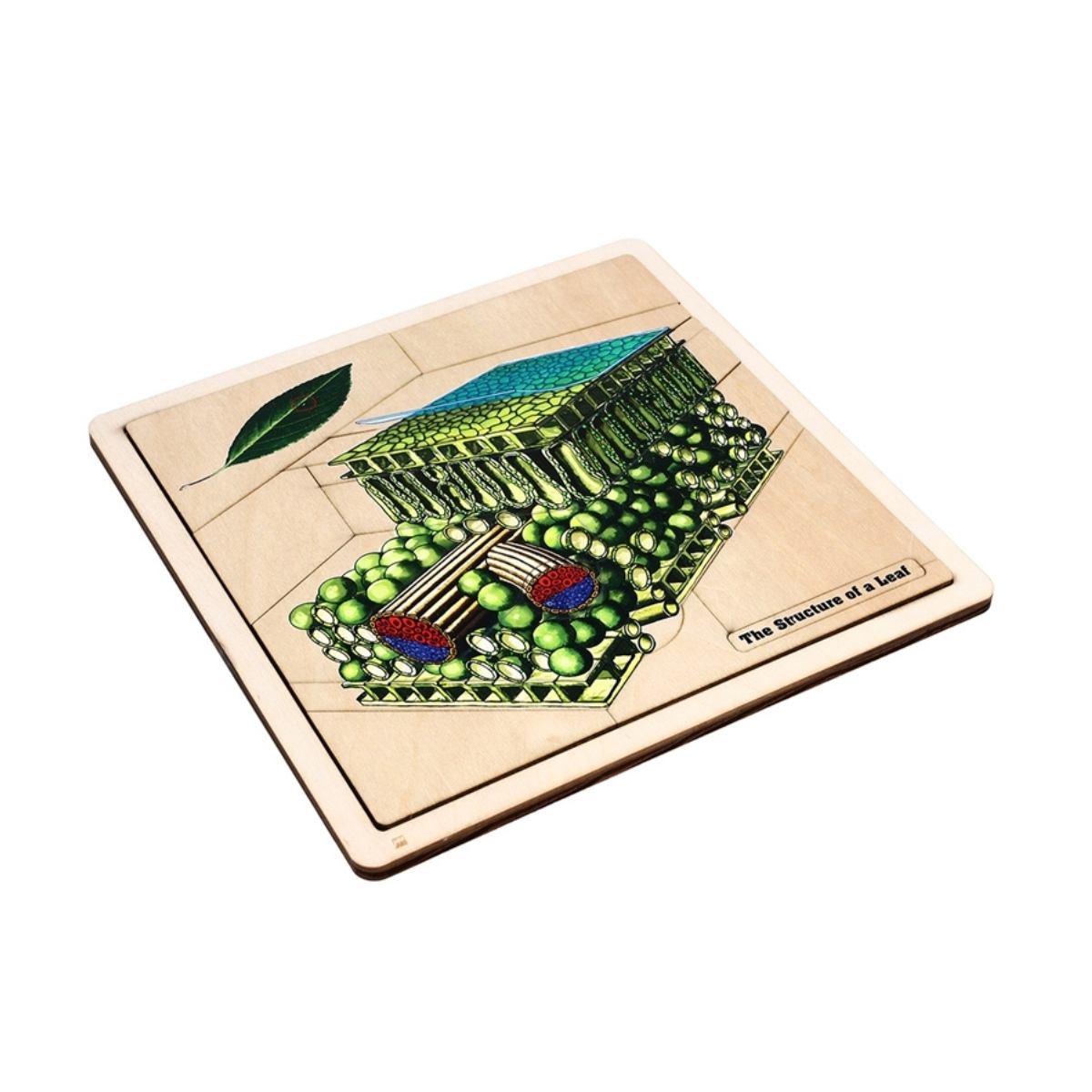 The Structure of a Leaf Puzzle with Nomenclature Cards (3-6)