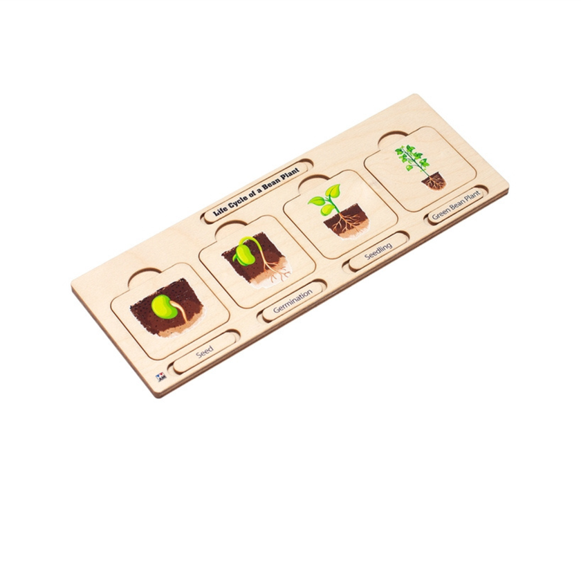 Life Cycle Puzzle: Bean Plant