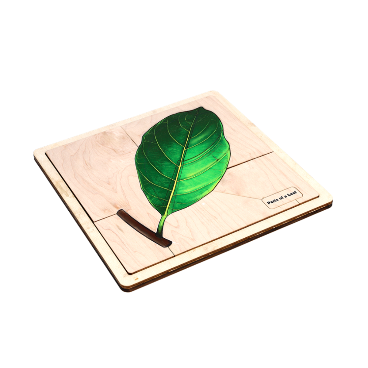 Parts of a Leaf Puzzle with Nomenclature Cards (Printed) (3-6)