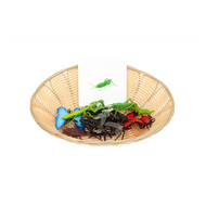 Object to Picture Matching: Insects