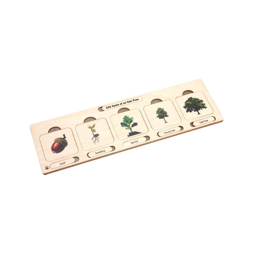 Life Cycle Puzzle: Oak Tree