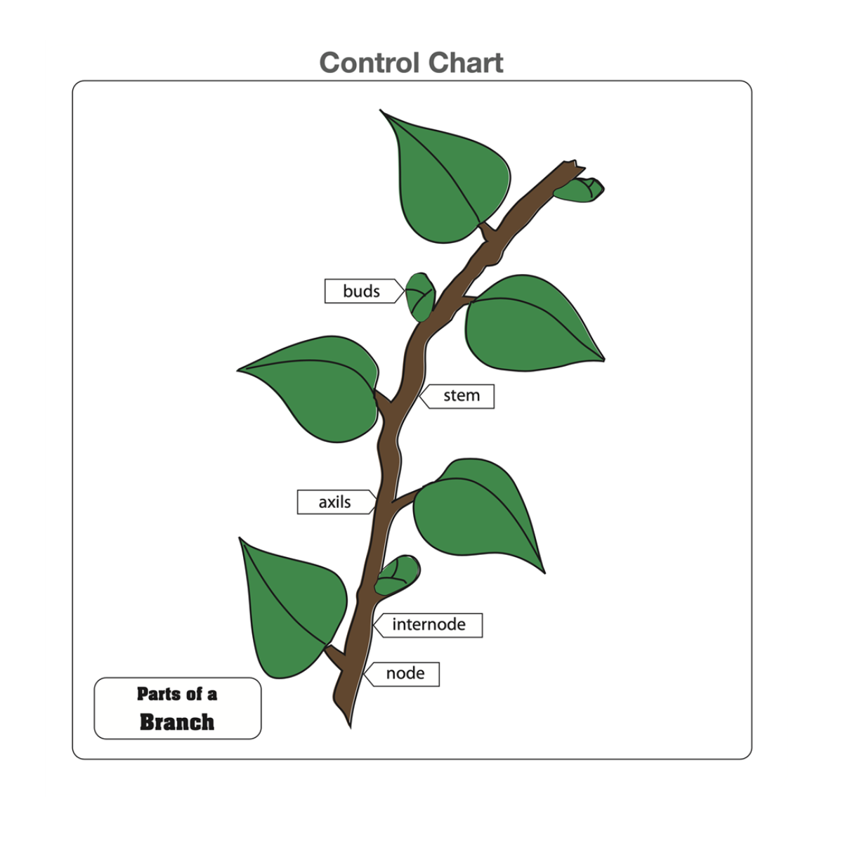 Parts of a Branch Puzzle with Nomenclature Cards (3-6)