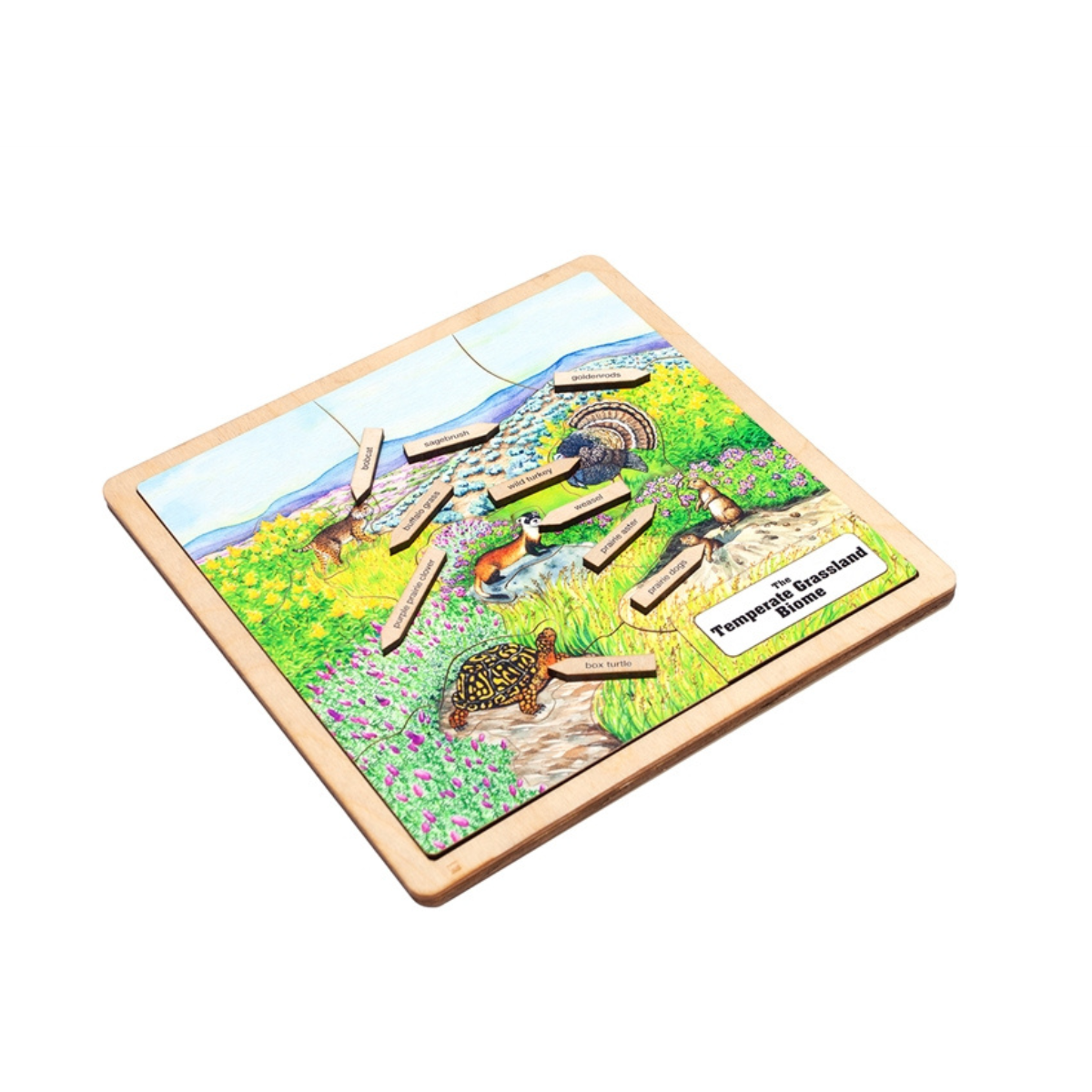 Temperate Grassland Biome Puzzle