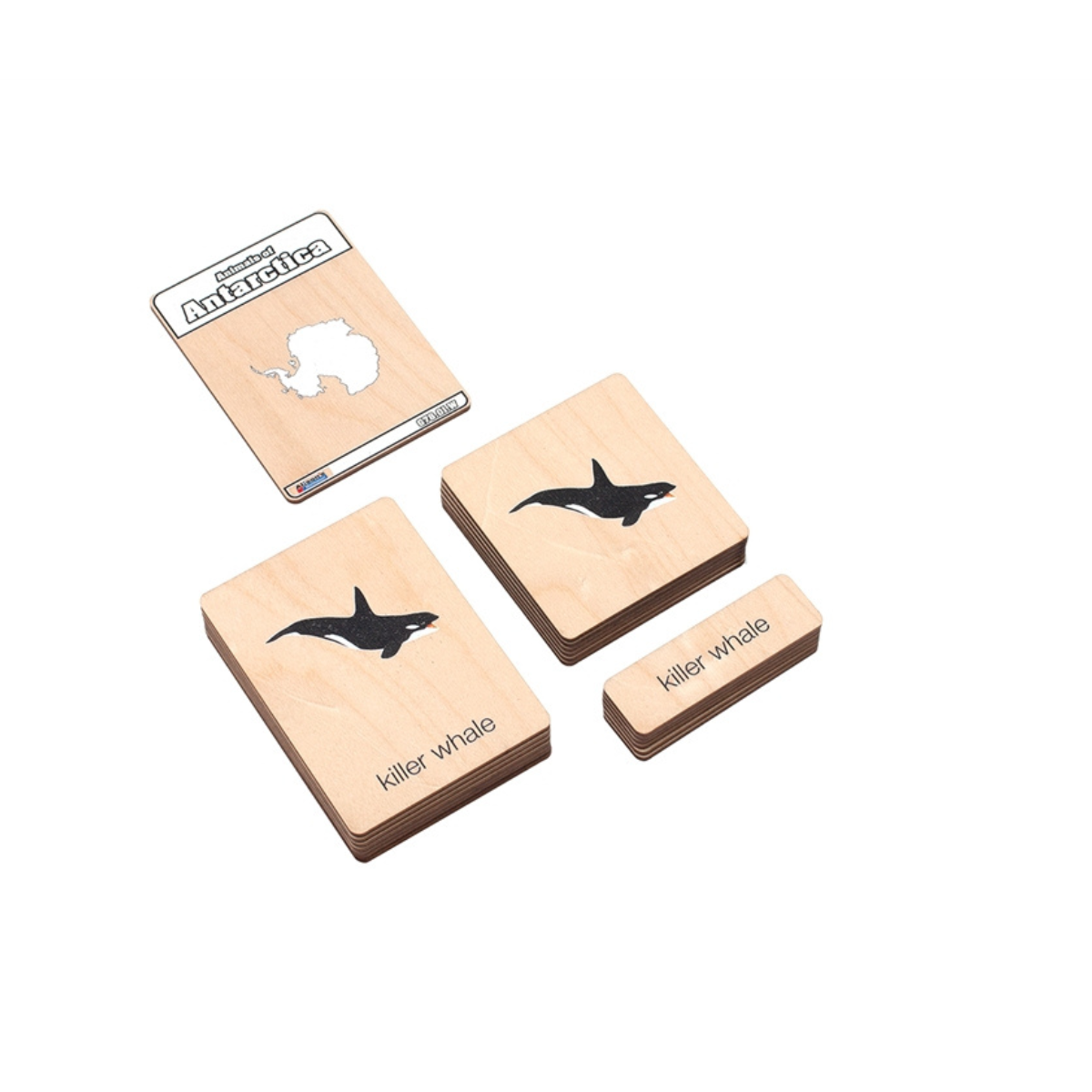 Animals of Antarctica Wooden Nomenclature Cards (3-6) (Printed)