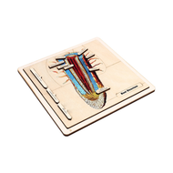 The Structure of a Root Puzzle with Nomenclature Cards (Printed) (6-9)