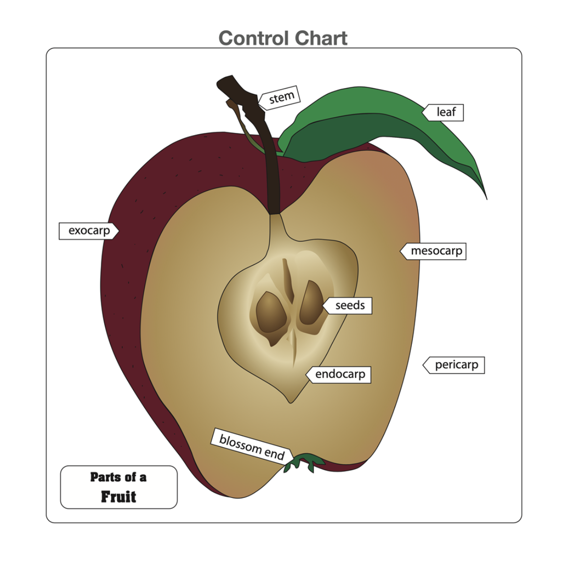 Parts of a Fruit Puzzle with Nomenclature Cards (3-6)
