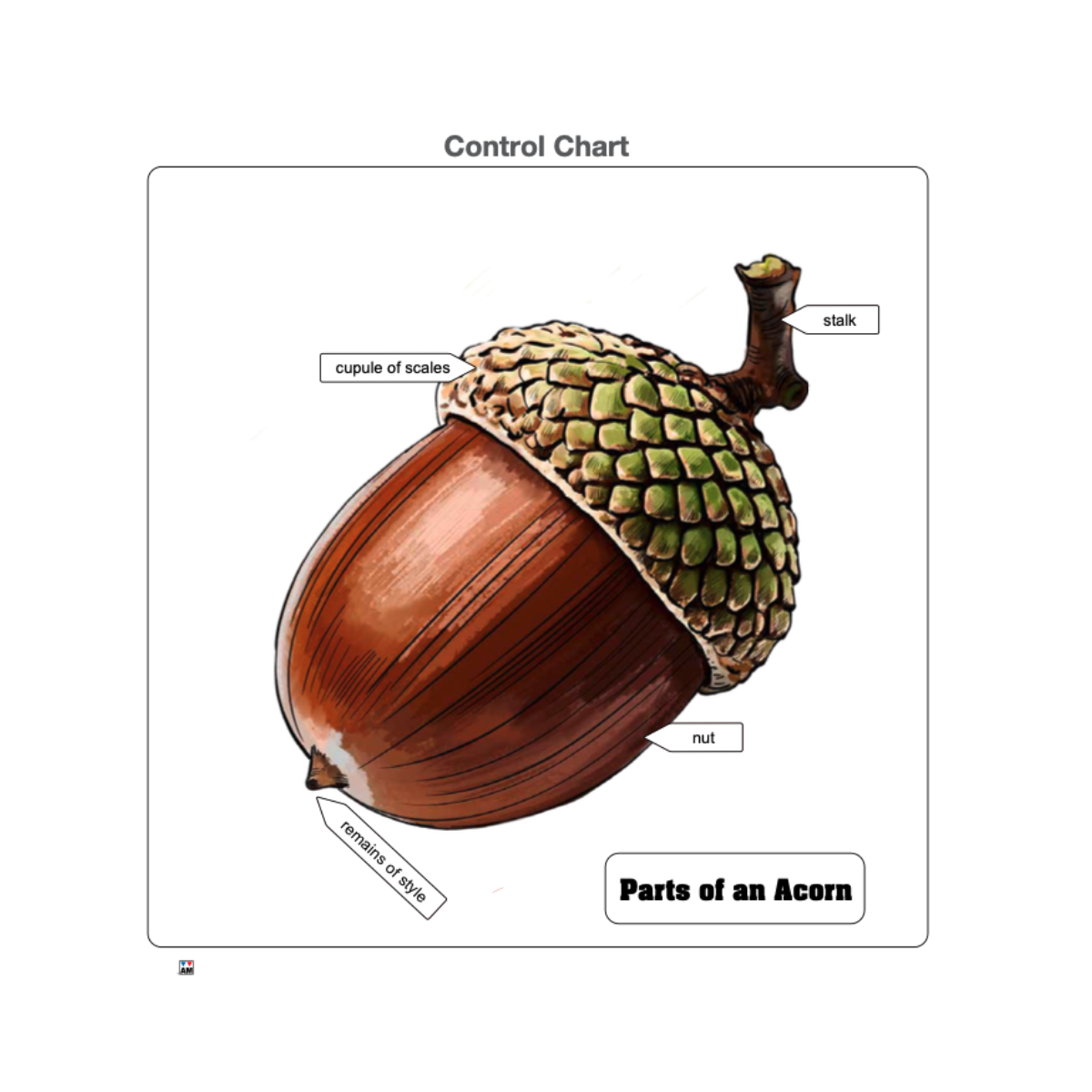 Parts of an Acorn Puzzle with Nomenclature Cards (3-6)