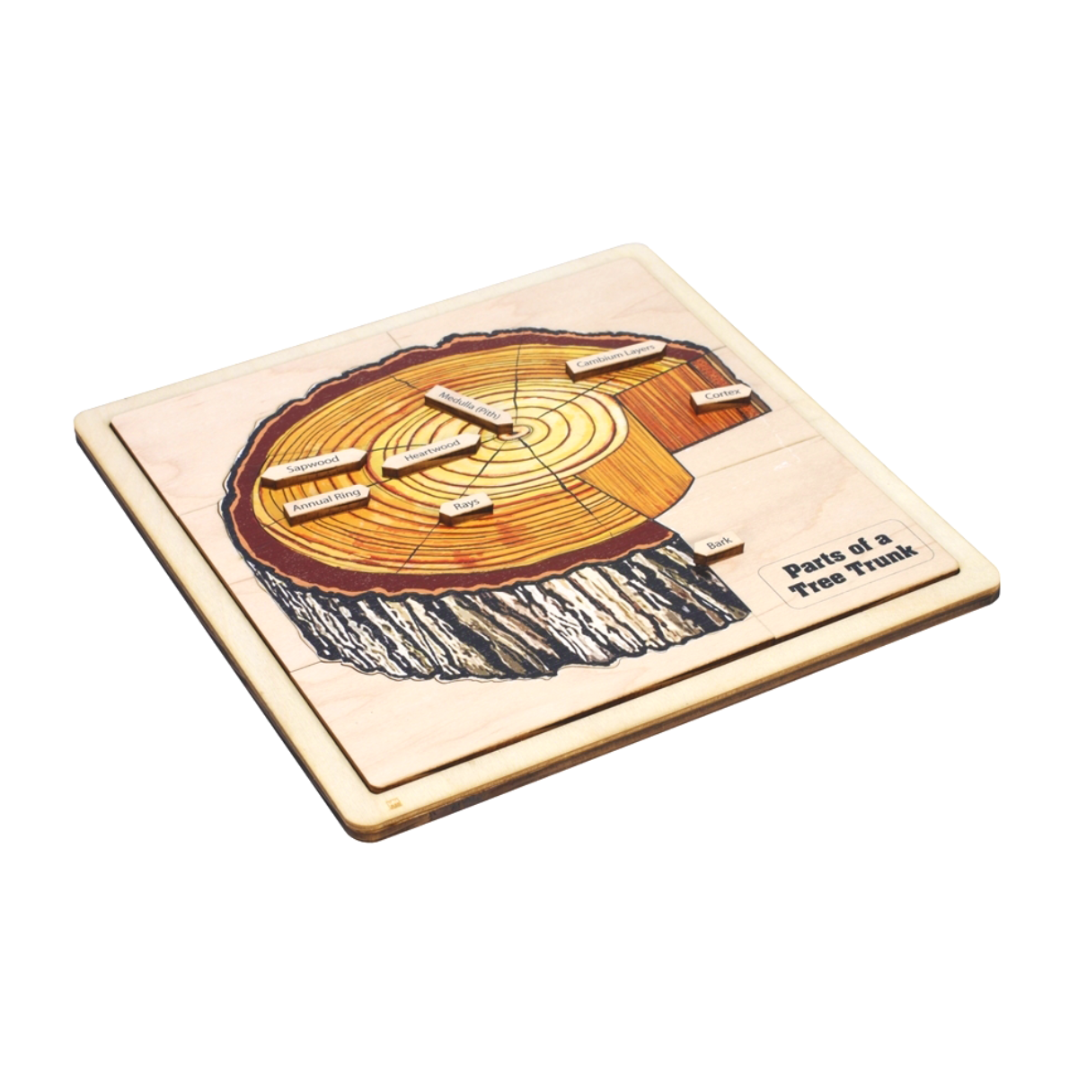 Parts of a Tree Trunk Puzzle with Nomenclature Cards 3-6