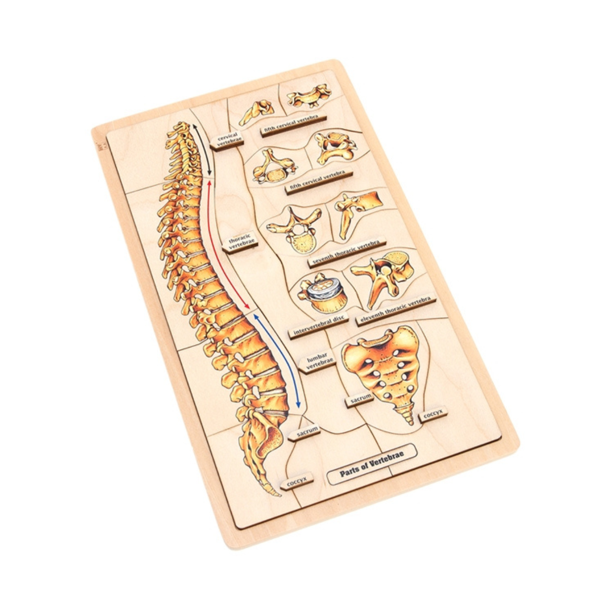 Parts of a Vertebrae Puzzle