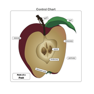 Parts of a Fruit Puzzle with Nomenclature Cards (6-9)
