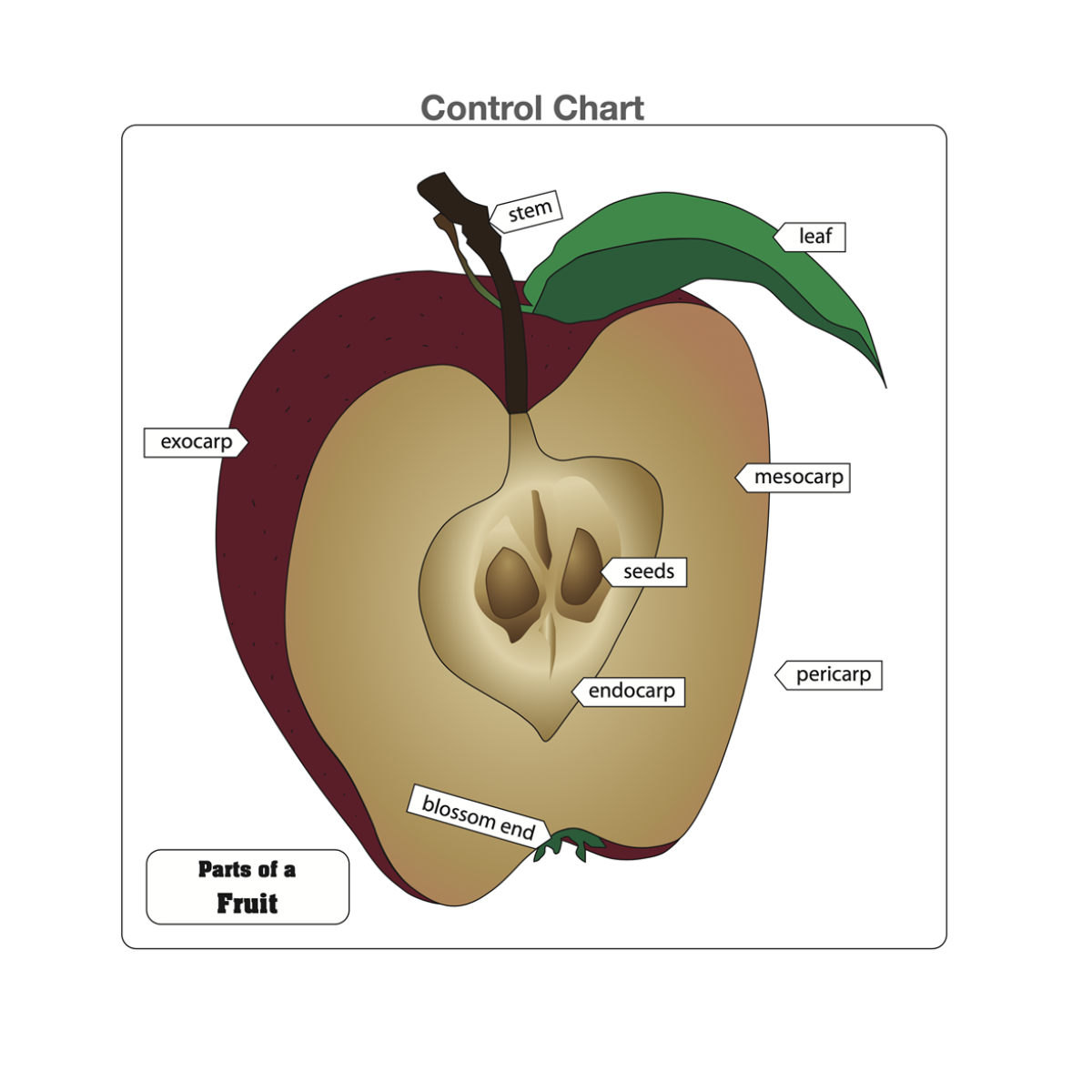 Parts of a Fruit Puzzle with Nomenclature Cards (6-9)