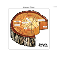 Parts of a Tree Trunk Puzzle with Nomenclature Cards 6-9