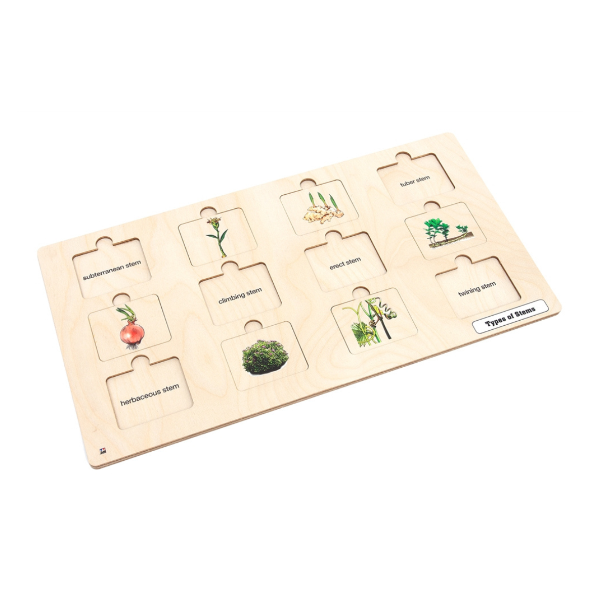 Types of Stems Puzzle